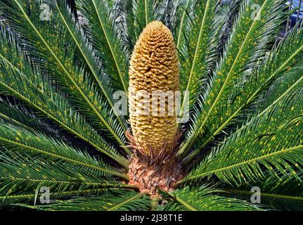 Männlicher Kegel der Sagopalme (Cycas revoluta) Stockfoto