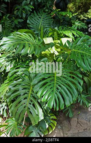 Schweizer Käsepflanze (Monstera deliciosa) im tropischen Garten Stockfoto