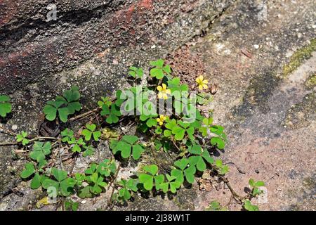 Gewöhnlicher gelber Waldläufer, gelber Waldläufer oder gelber oxalis (Oxalis stricta) Stockfoto