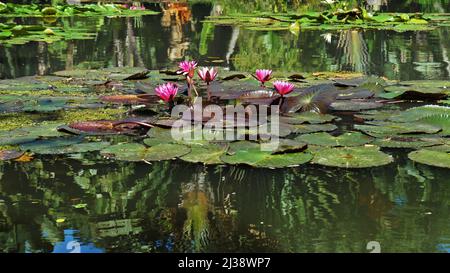 Rosa Seerosen (Nymphaea pubescens) auf dem See Stockfoto