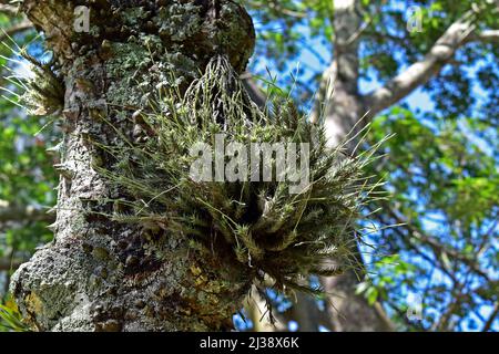 Luftpflanze (Tillandsia tricholepis) am Baumstamm Stockfoto