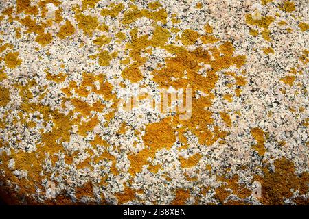 Fels bedeckt in Lichen Stockfoto