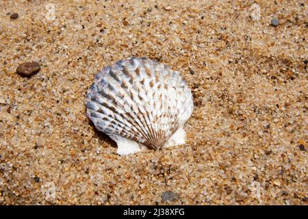 Jakobsmuschel am Cape Cod Beach Stockfoto