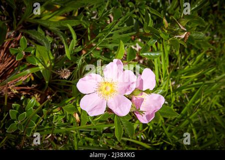Beach Rose auf Cape Cod Stockfoto