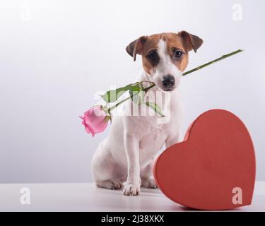 Ein süßer kleiner Hund sitzt neben einer herzförmigen Schachtel und hält eine rosa Rose im Mund auf weißem Grund. Geschenk zum Valentinstag Stockfoto