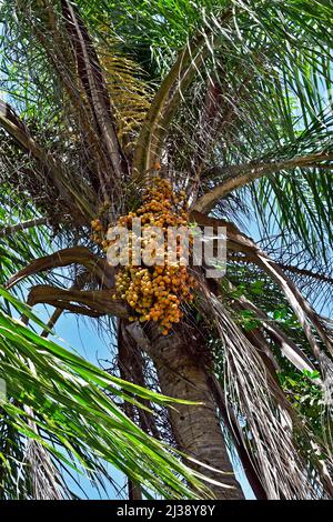 Gelbe Palmenfrüchte (Syagrus romanzoffiana), Rio Stockfoto