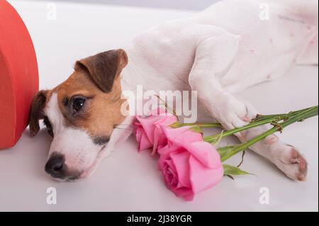 Ein süßer Hund liegt neben einer herzförmigen Schachtel und hält einen Strauß rosa Rosen auf weißem Grund. Geschenk zum Valentinstag Stockfoto