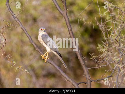 Eine Shikra, die auf einem Baum im Wald ruht Stockfoto