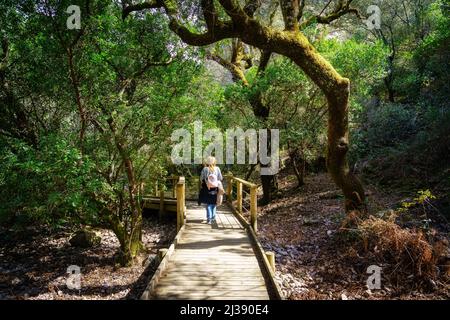 Frau, die im Wald auf einem aus Holzbrettern gefertigten Pfad wandert, Las Batuecas, Salamanca, Spanien. Stockfoto