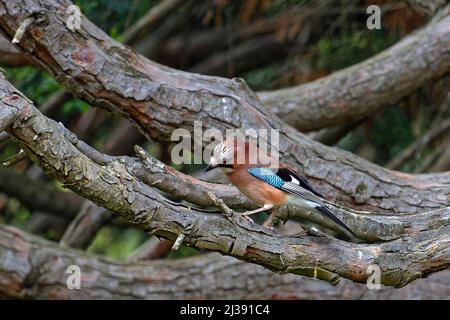 Schöne Farben eines eurasischen eichelhähers in einem Baum des Stadtparks Stockfoto