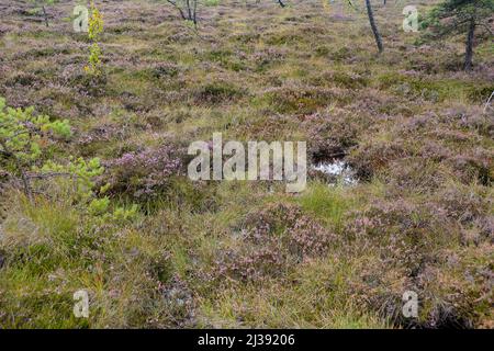 Mooraugen im schwarzen Moor mit Besenheide in der Hohen Rhön, Bayern, Deutschland Stockfoto