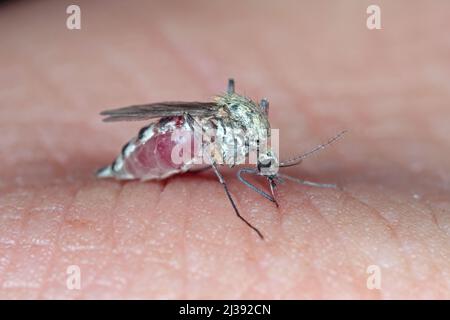 Gefährliche Malaria Infizierte Moskito Haut Biss. Leishmaniose, Encephalitis, Gelbfieber, Dengue, Malaria, Mayaro oder Zika Virus Infectious. Stockfoto