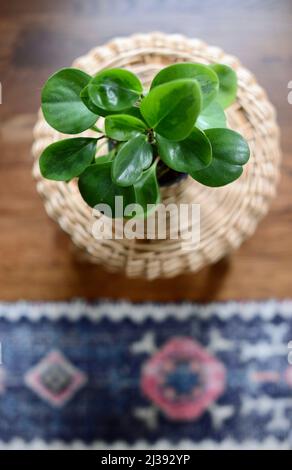 Blick auf eine frische grüne Pflanze auf einem Vintage natürlichen Rattan Hocker in der Nähe eines Vintage bunten Teppich. Stockfoto