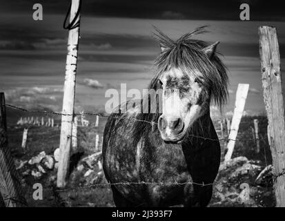 Connemara Pony in der Nähe von Ballyconneely, Connemara, County Galway, Irland. Das Connemara Pony (irisch: Capaillín Chonamara) ist eine Pony-Rasse, die aus I stammt Stockfoto