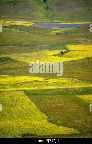 Blick auf Pian Piccolo Tal im Juni blüht, Castelluccio di Norcia, Umbrien, italien Stockfoto