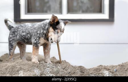 Welpen spielen mit Holzstock, während sie im Hinterhof herumlaufen. Niedlicher Welpe, der auf einem Stück Holz kaut, während er Sandhaufen steht. 8 Wochen alter blauer Heeler Stockfoto