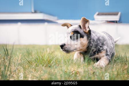 Welpen spielen im Hinterhof, Nahaufnahme. Niedlicher Welpenhund mit intensiver Körpersprache und bereit, zu stürzen oder anzugreifen. 8 Wochen alter blauer Heeler Welpe Stockfoto