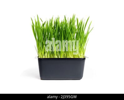 Isoliertes Katzengras oder Weizengras in einem kleinen Behälter. Junges Sprouted Grass für Indoor-Katzen zum Genießen, Essen, Knabbern oder Grasen. Weizen, Hafer, Gerste oder Stockfoto