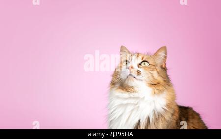Flauschige Katze mit rosa Hintergrund. Lange Haare weibliche Calico oder torbie Katze suchen mit intensivem Ausdruck oder warten auf Nahrung. Niedliches Haustier auf farbigem Ba Stockfoto