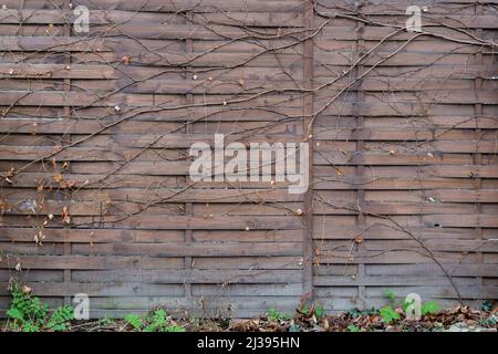 Holzzaun in einem Garten Hintergrund Textur. Braunes verwittertes Element zur Trennung eines Außenbereichs. Natürliche Struktur Muster einer Wand. Stockfoto