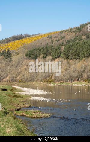 Das River Tweed Valley von der Uferpromenade aus gesehen östlich von Melrose in der schottischen Grenze, Schottland, Großbritannien Stockfoto