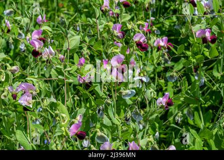 Linsenblüten im Pian Grande Tal im Juni blühend, Castelluccio di Norcia, Umbrien, italien Stockfoto