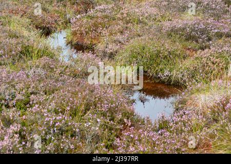 Mooraugen im schwarzen Moor mit Besenheide in der Hohen Rhön, Bayern, Deutschland Stockfoto