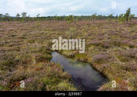 Mooraugen im schwarzen Moor mit Besenheide in der Hohen Rhön, Bayern, Deutschland Stockfoto