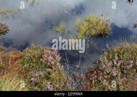 Mooraugen im schwarzen Moor mit Besenheide in der Hohen Rhön, Bayern, Deutschland Stockfoto