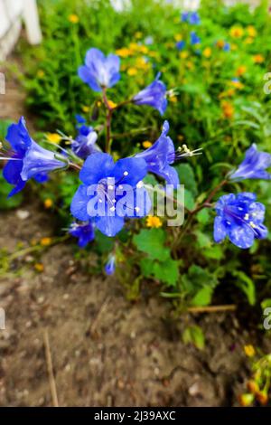 California Bluebells, Desert Bluebells, Desert Gells, Phacelia campanularia Wildblumen in Südkalifornien; USA Stockfoto