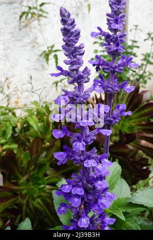 Salvia farinacea 'Velocity Blue', allgemein bekannt als Mealycup-Salbei oder Mealy-Salbei, der in einem Hausgarten in Südkalifornien, USA, wächst Stockfoto