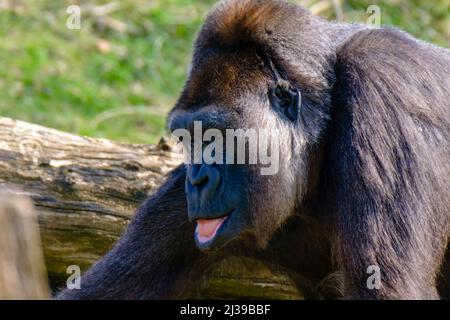 Eine Nahaufnahme des Gorillas, der im Zoo auf dem verschwommenen Hintergrund sitzt Stockfoto