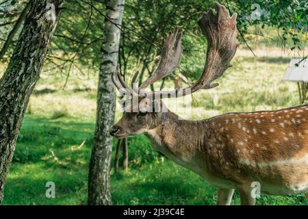 Niedliches geflecktes Damwild, das auf der Wiese steht. Cervus nippon, japanischer Hirsch. Schönes männliches sika-Hirsch. Majestätisch kraftvolles erwachsenes Tier mit großem Geweih i Stockfoto