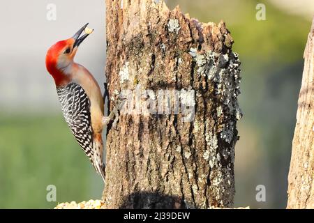 Eine Nahaufnahme einer Rotbauchspecht-Vogelart, die auf einem gebrochenen Stamm Futter im Schnabel hält Stockfoto