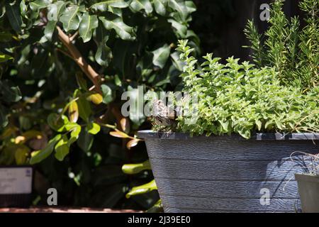 Der Singsparrow Melospiza melodiis aus Kalifornien und Nordamerika, Stockfoto