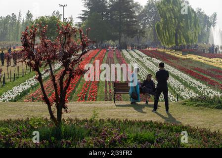 6. April 2022, Srinagar, Jammu und Kashmir, Indien: Touristen fotografieren im Frühling vor blühenden Tulpen im Tulpengarten. Der Indira Gandhi Memorial Tulip Garden, ehemals Siraj Bagh, verfügt über etwa 15 lakh Tulpen in über 60 Sorten, die die Hauptattraktion des Gartens im Frühjahr in Kaschmir sind, was den Beginn der Hochsaison Touristensaison einleitet. Hunderte von Menschen strömen in die blühenden Mandelnischen und Tulpengärten Kaschmirs, die von einigen lokalen Fachleuten für psychische Gesundheit als therapeutisch für die vernarbte Psyche beschrieben werden. (Bild: © Idrees Abbas/SOPA Images Stockfoto