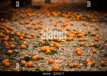 Viele reife Mandarinenorangen liegen auf dem Boden, in einem Orangengarten. Stockfoto