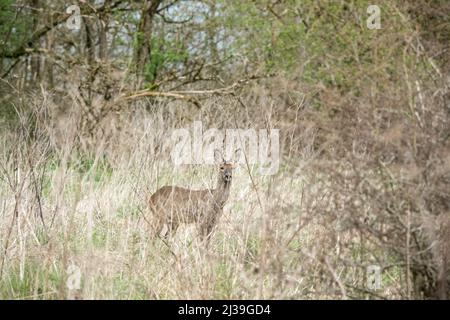 Ein wilder Hirsch (Capreolus capreolus) versteckt sich unter Frühlingsgrasstielen, bewegungslos in der Hoffnung, nicht entdeckt zu werden Stockfoto