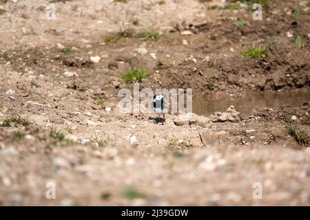 Eine Bachstelze (Motacilla alba), die in der Erde an einem Wasserbecken nach Nahrung sucht Stockfoto