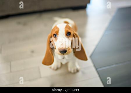 basset Hund zu Hause auf dem Boden Stockfoto