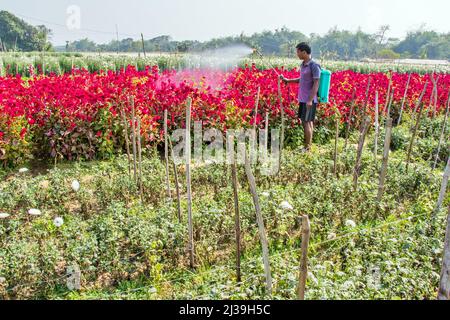 Bild eines Blumenfeldes in Medinipur. Ein Landwirt sprüht Insektizide, um das Blumenfeld vor Insekten zu schützen. Stockfoto