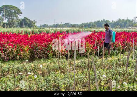 Bild eines Blumenfeldes in Medinipur. Ein Landwirt sprüht Insektizide, um das Blumenfeld vor Insekten zu schützen. Stockfoto