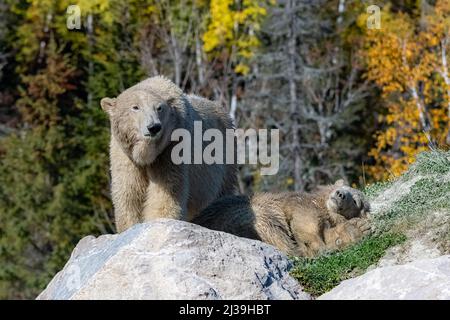 Ein schmutziger brauner Eisbär, der auf einem felsigen Feld herumläuft Stockfoto