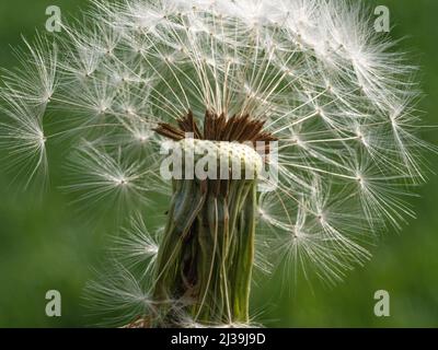 Makrofoto der Samen eines Delons vor grünem Hintergrund Stockfoto