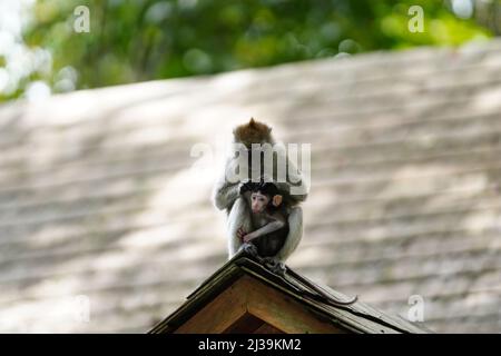 Makaken im Regenwald in Langkawi, Malaysia Stockfoto