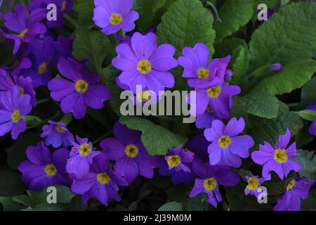 Violette Primueln. Plantae. Primula vulgaris. Primula acaulis Stockfoto