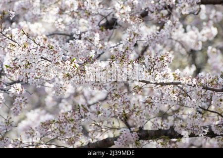Ich hörte, dass der Park in voller Blüte steht und man die Kirschblüten sehen kann, also ging ich, um ein Foto zu machen. Stockfoto