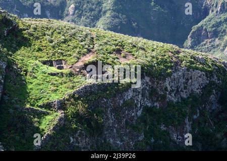 Alte Steinhöhlenhäuser, die in einer Felswand in der Nähe des Dorfes Taborno in den Anaga-Bergen von Teneriffa, Anaga Rural Park, Kanarische Inseln, Spanien, begraben sind. Stockfoto