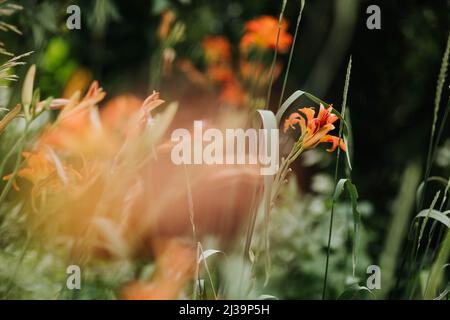 Große Aufnahme von orangen Taglilien draußen im Hinterhof im Sommer Stockfoto