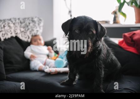 Portrait von Labrador und Teckel mixen Hund. Baby, das hinter sich spielt. Stockfoto